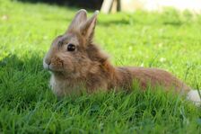 Ein braunes Kaninchen liegt auf einem saftig-grünen Rasen.