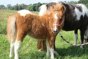 Ein hellbraun-weißes Shetlandpony mit rosafarbenem Halfter steht auf einer Wiese und schaut in die Kamera, im Hintergrund ein dunkelbraun-weißes Pony.