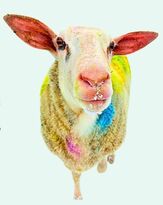 Ein weißes Schaf mit bunt gefärbten Flecken auf dem Fell blickt direkt in die Kamera.